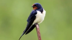Swallow (foto): fair daleko ptak